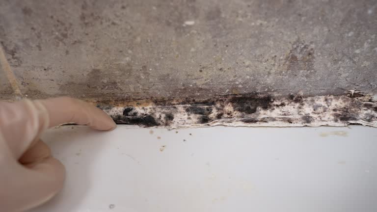 Environmental Consulting for Mold Prevention in Lucas, TX